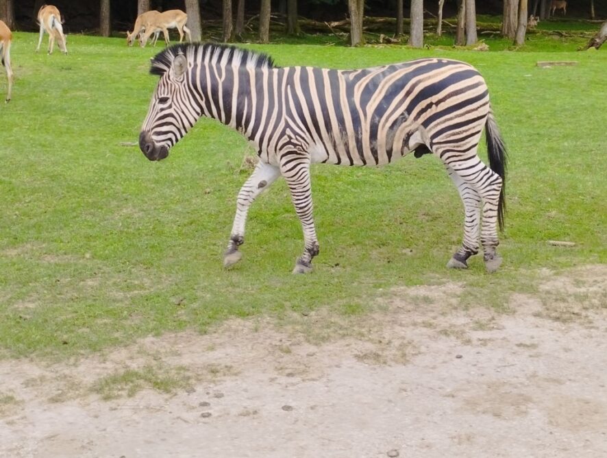 V září do ZOO Dvůr Králové nad Labem