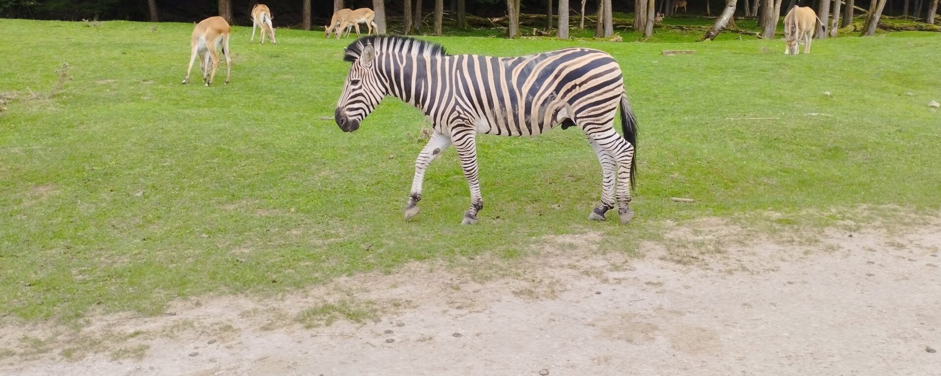 V září do ZOO Dvůr Králové nad Labem